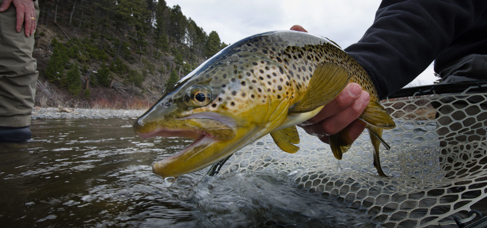 Madison River Fishing Rates for Guided Fly Fishing in Montana