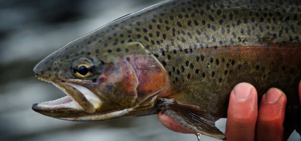 Blue Ribbon Trout Streams of Montana