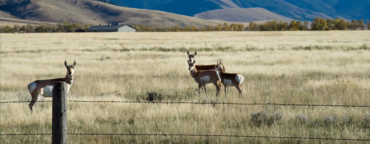 Antelope-of-Bear-Creek-Road-in-Cameron