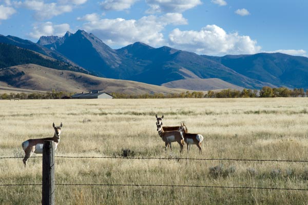 Antelope on Bear Creek Road in Cameron, Montana