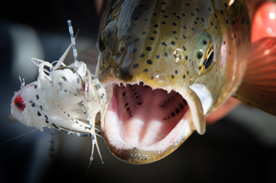 Spring fishing Special Rate Guided fishing on the Madison River