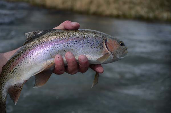 Madison River Rainbow Trout