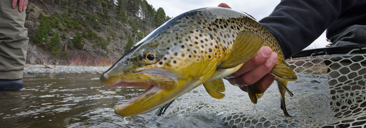 Fly Fishing the Madison River for Brown Trout