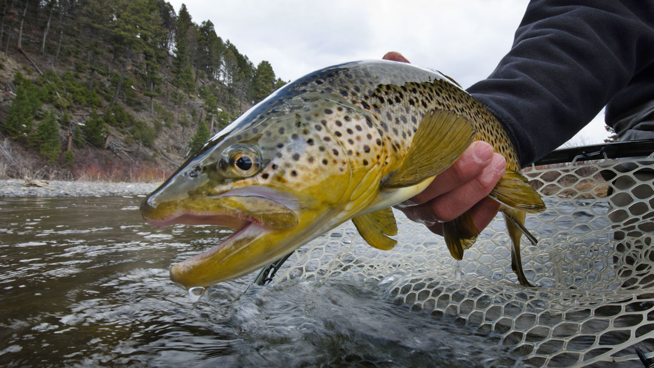 https://rainbowvalleylodge.com/wp-content/uploads/2018/02/Madison-River-Brown-Trout.jpg